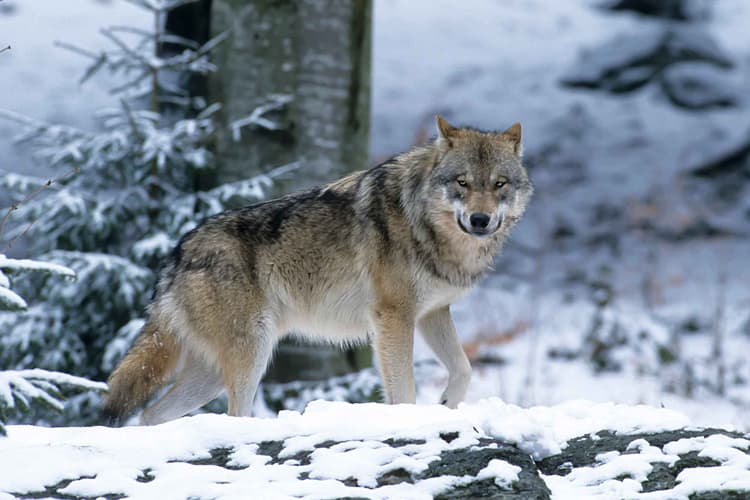 Wolf Conflict Is Rising