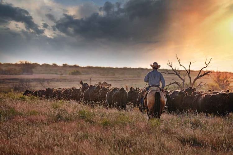 USDA, DOI Announce Agreement to Support Ranchers and Grazing on Public Lands