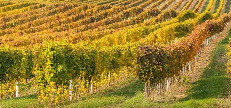 USDA Announces $275M in Specialty Crop Funding