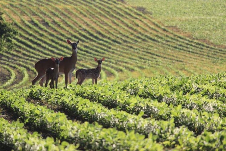 USDA to Provide $332 Million to Protect and Restore Agricultural Working Lands, Grasslands and Wetlands