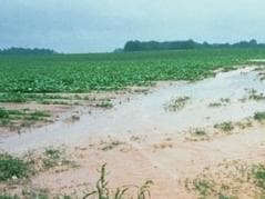 Wet Fields Profitable For Farmers,Migrating Birds