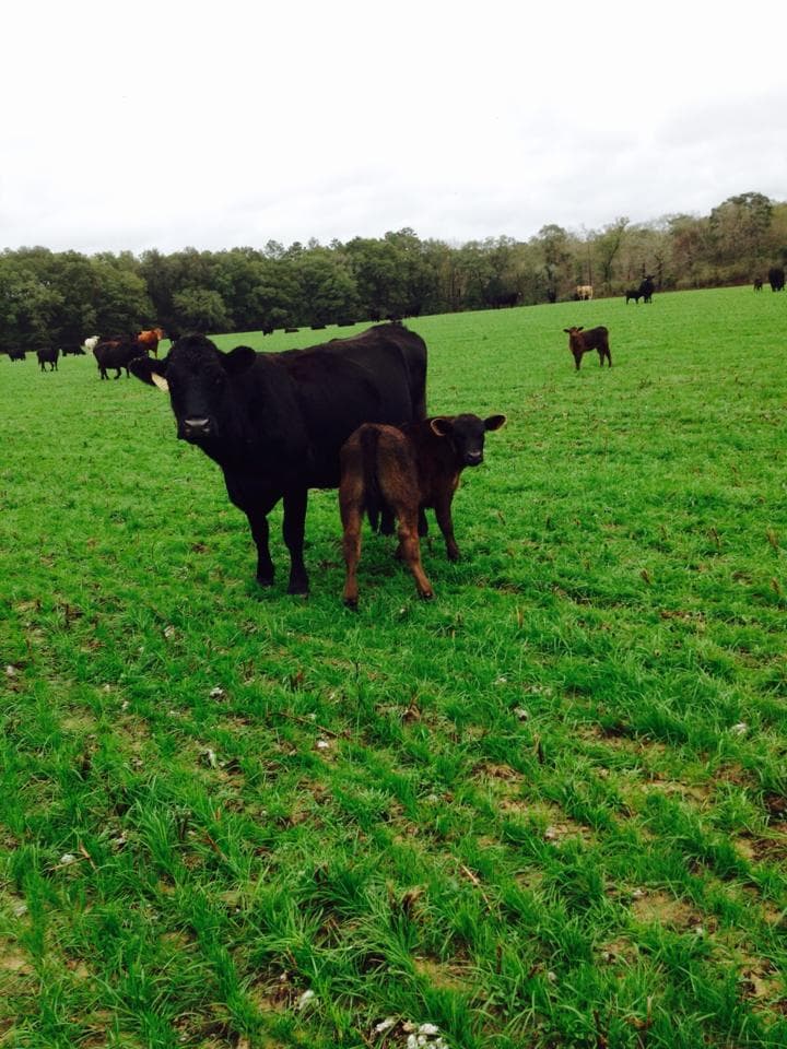 Purdue Specialist Explains Ways To Best Establish For Spring Forage