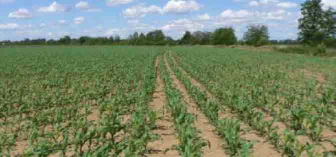 Automatic Section Control Technology - Precision Row Crop Planting