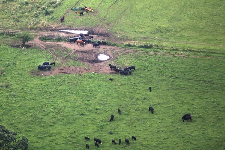 Grazing Wet Fields Could Expose Cattle to Foot Rot, Pinkeye
