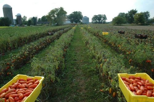 Speciality Crop Producers Deadline For Conservation Certification Filing Approaching