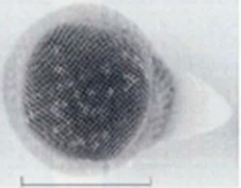 WinField and UNIBEST team up to produce date reporting resin capsule