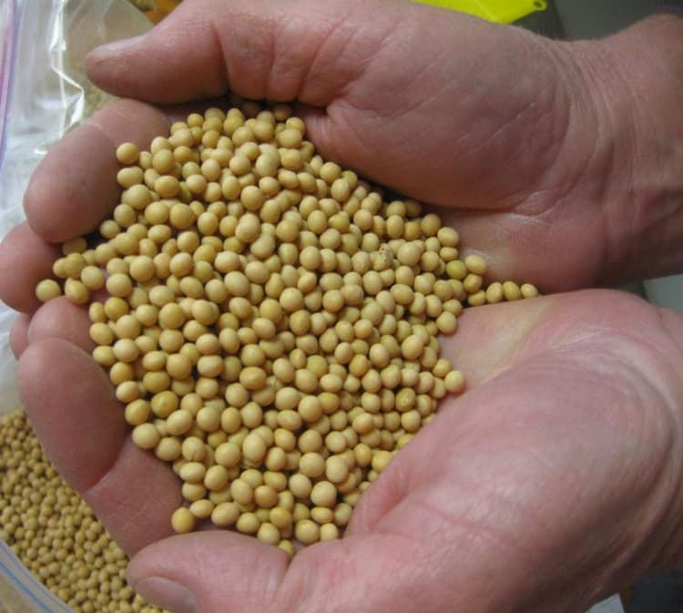 Roberts Seed Is Your All Around Seed, Grain Processing Company