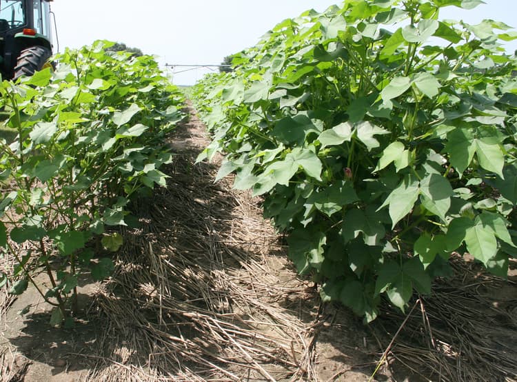 University of Georgia - Georgia Cotton Farmers Should Consider Rye As A Cover Crop
