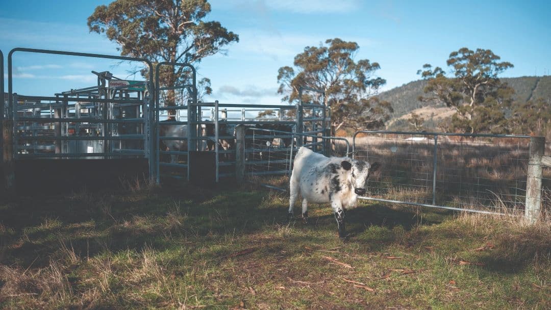 cow leaving a scale in the field
