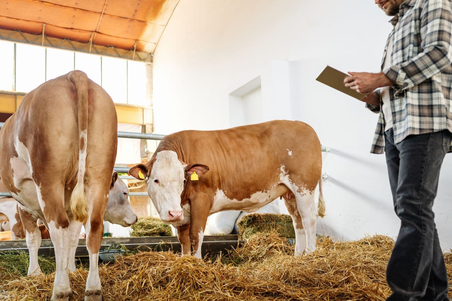 man with ipad standing next to cows