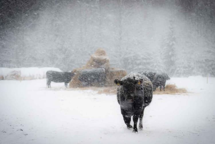 USDA Urges Producers to Prepare for Weekend Bomb Cyclone Storm