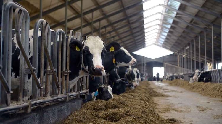 USDA Issues Final ELRP Payments for 2023–2024 Livestock Losses