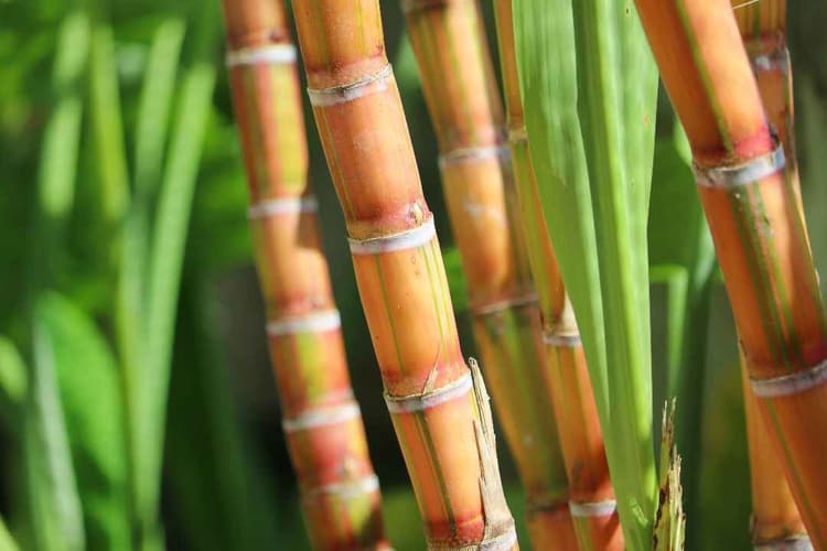 USDA Announces $150M in Aid for Sugar Farmers