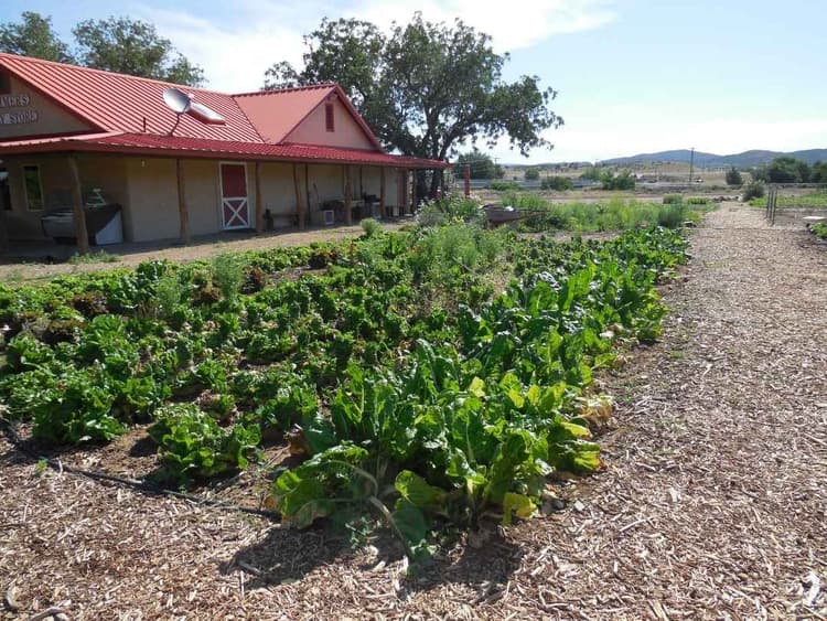 Dealing with Drought