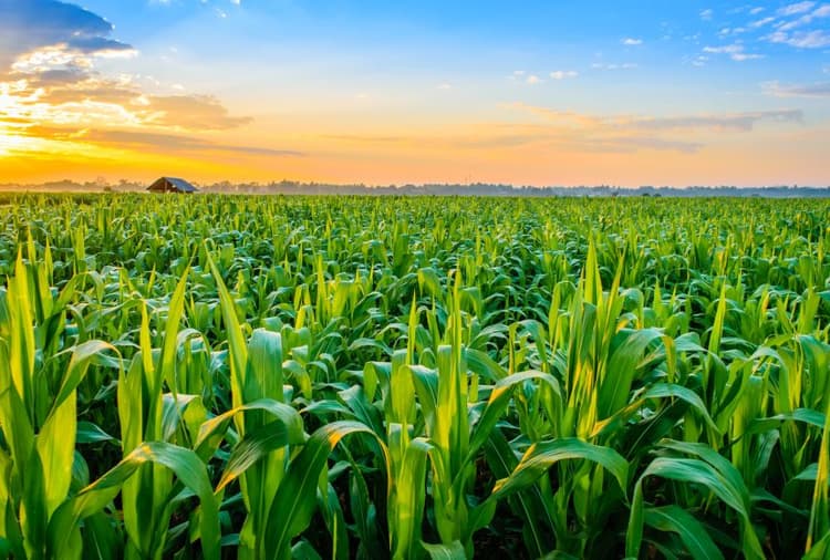 Dealers Reflect on Lasting Impacts COVID-19 Crisis Will Have on Farm Equipment Industry