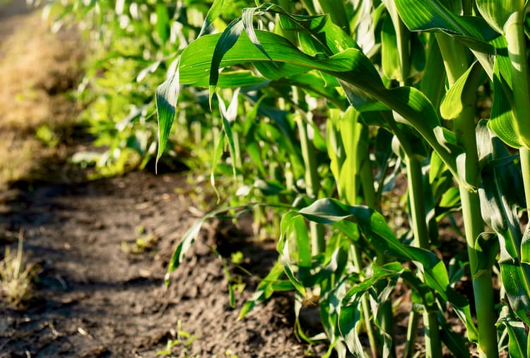 Farm Life: Farmers Go Old School on Weeds