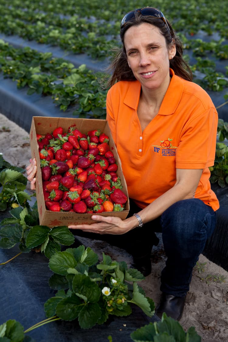 UF/IFAS Creates Strawberry Monitoring System Set to Expand