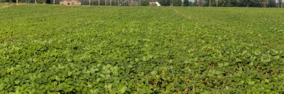 Study Investigates Effect of Manure on Soybean Ground